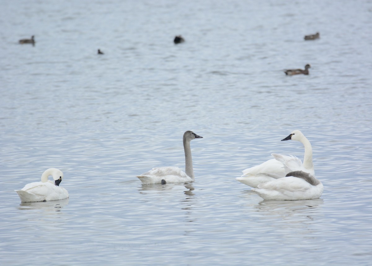 Cygne siffleur - ML625254768