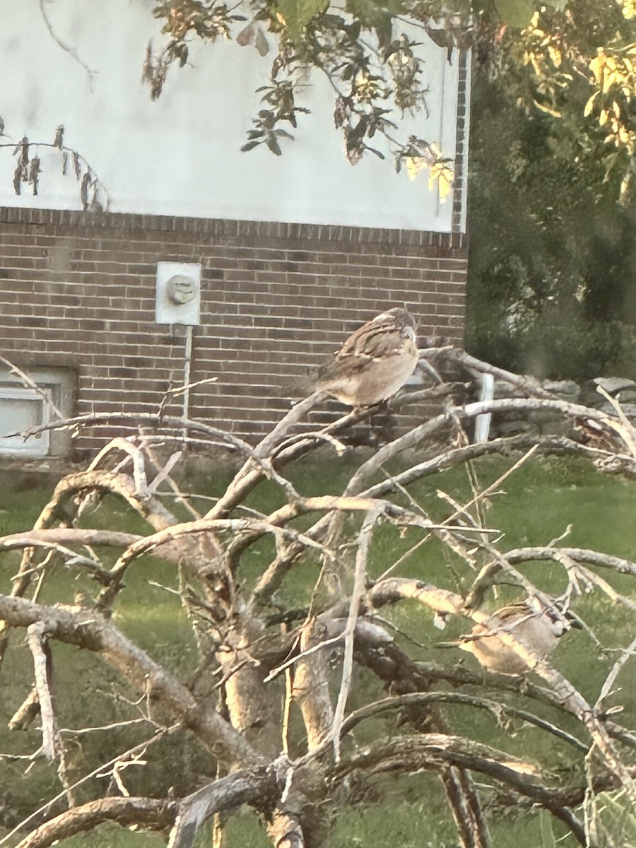 vrabec polní - ML625254840