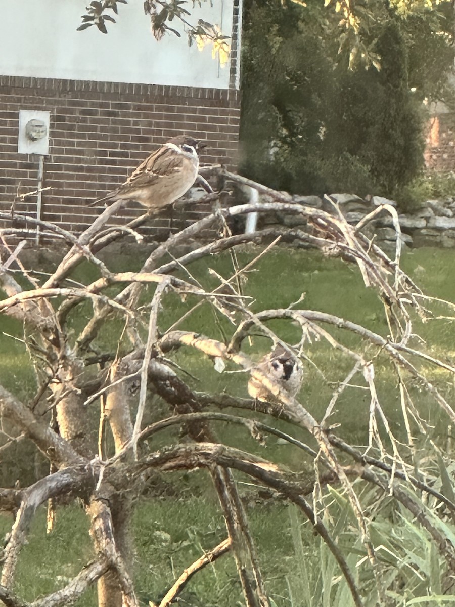 vrabec polní - ML625254841