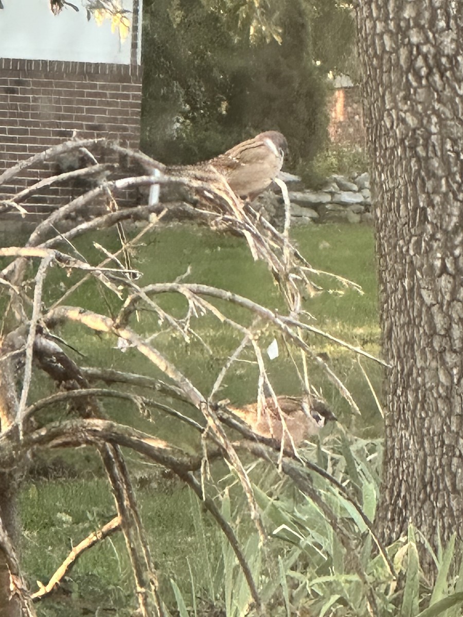 vrabec polní - ML625254842