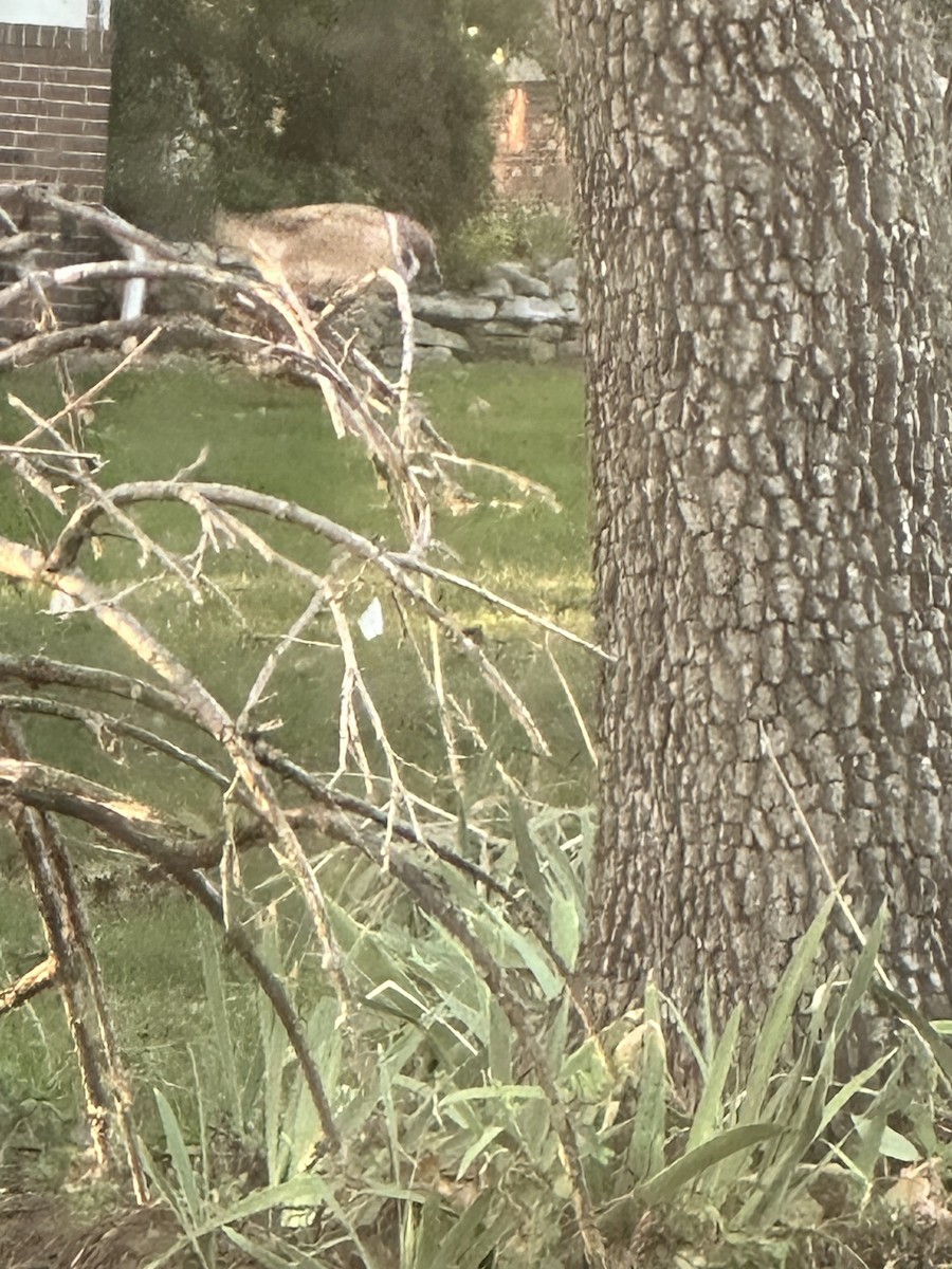 vrabec polní - ML625254843