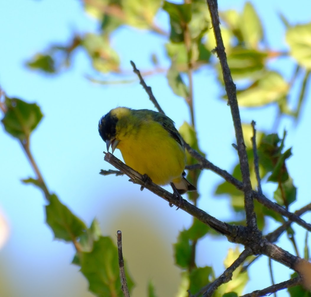 Lesser Goldfinch - ML625254861