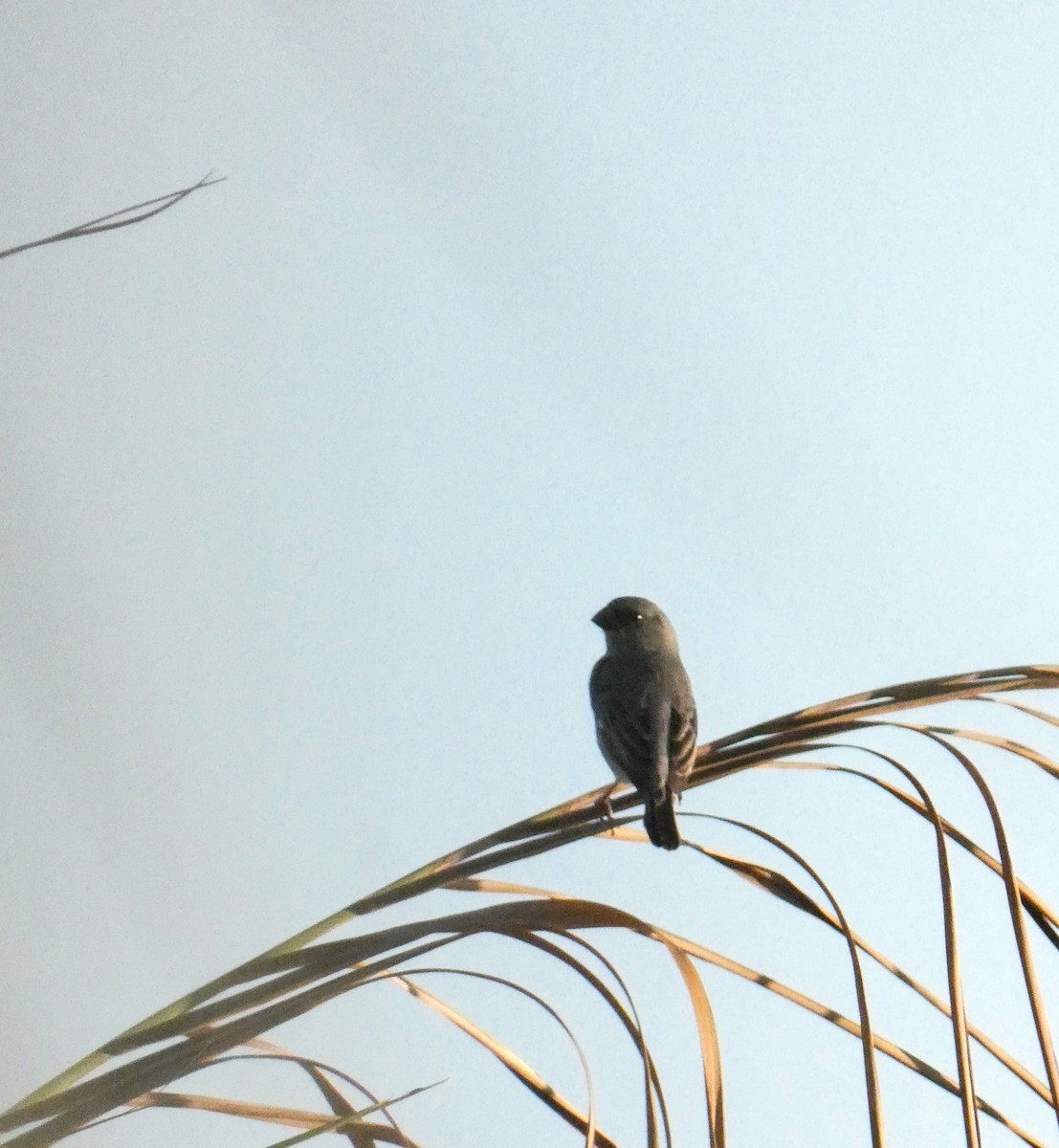 Plumbeous Seedeater - ML625254877