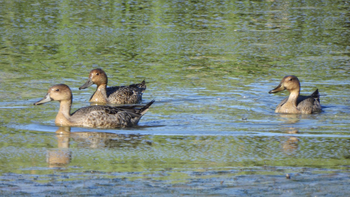 Northern Pintail - Ichin Hong