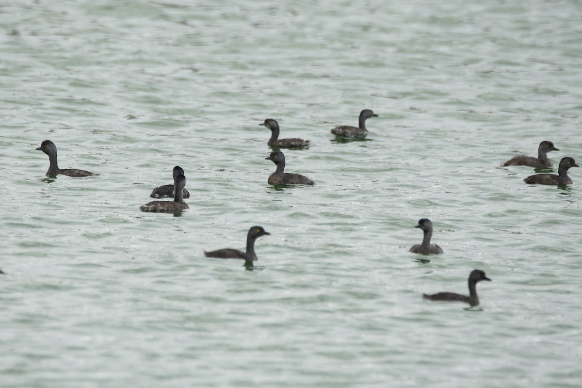 Least Grebe - ML625255041