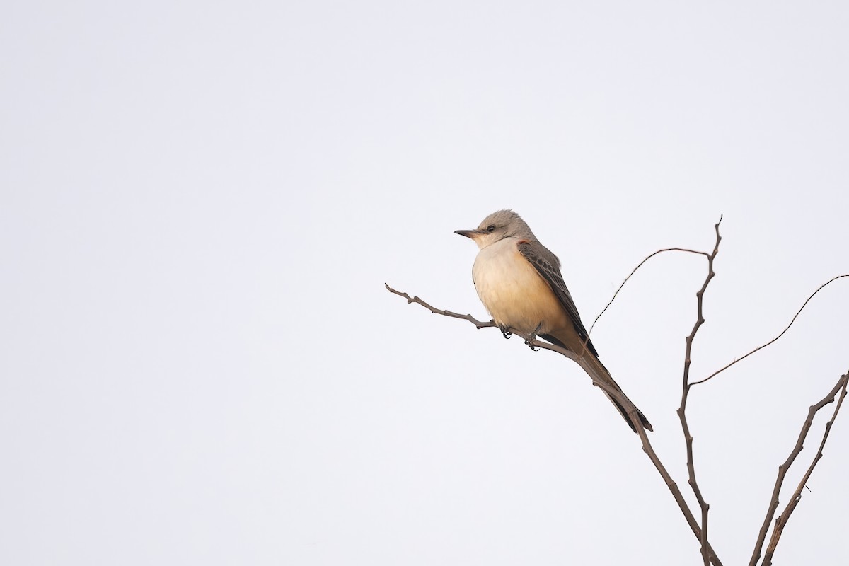 Scissor-tailed Flycatcher - ML625255144