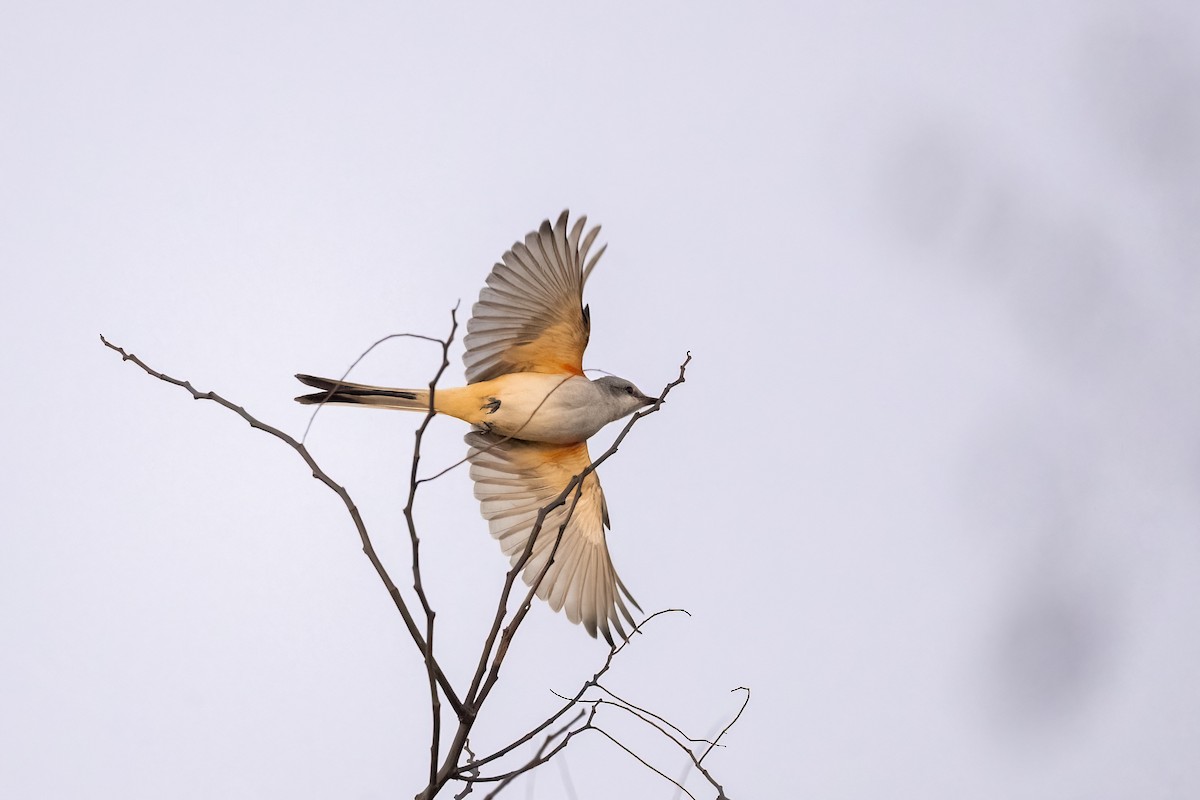 Scissor-tailed Flycatcher - ML625255148