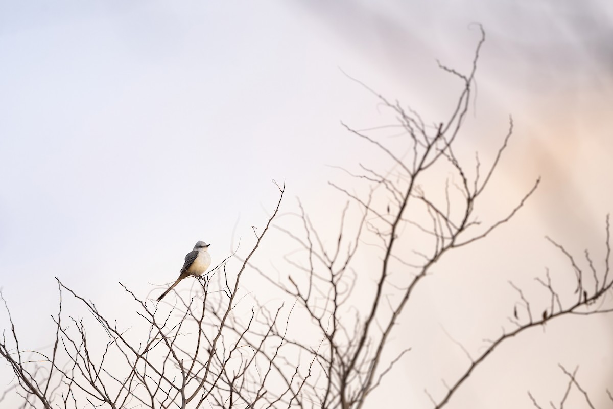 Scissor-tailed Flycatcher - ML625255150