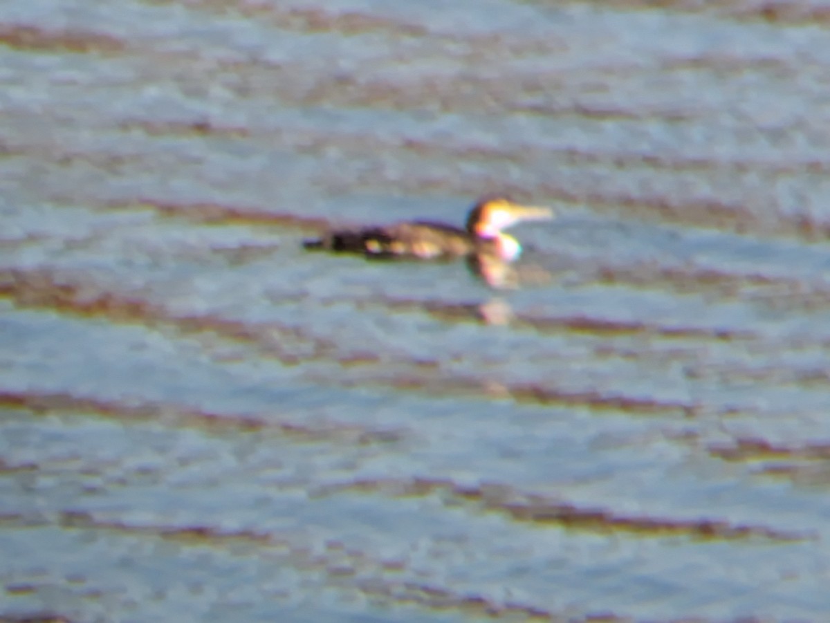 potáplice lední - ML625255287