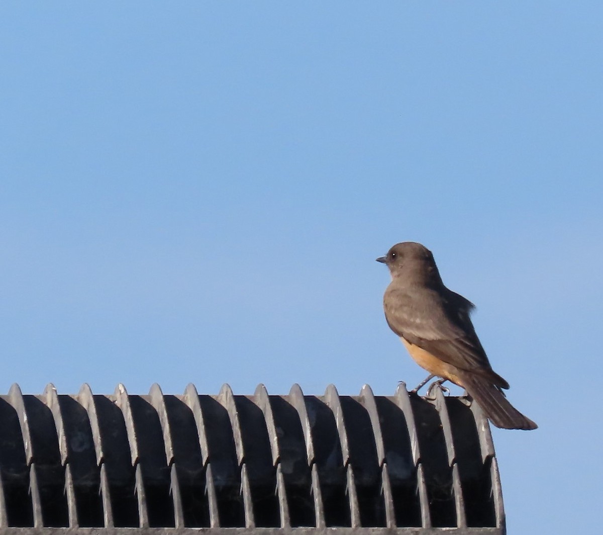 Say's Phoebe - ML625255315