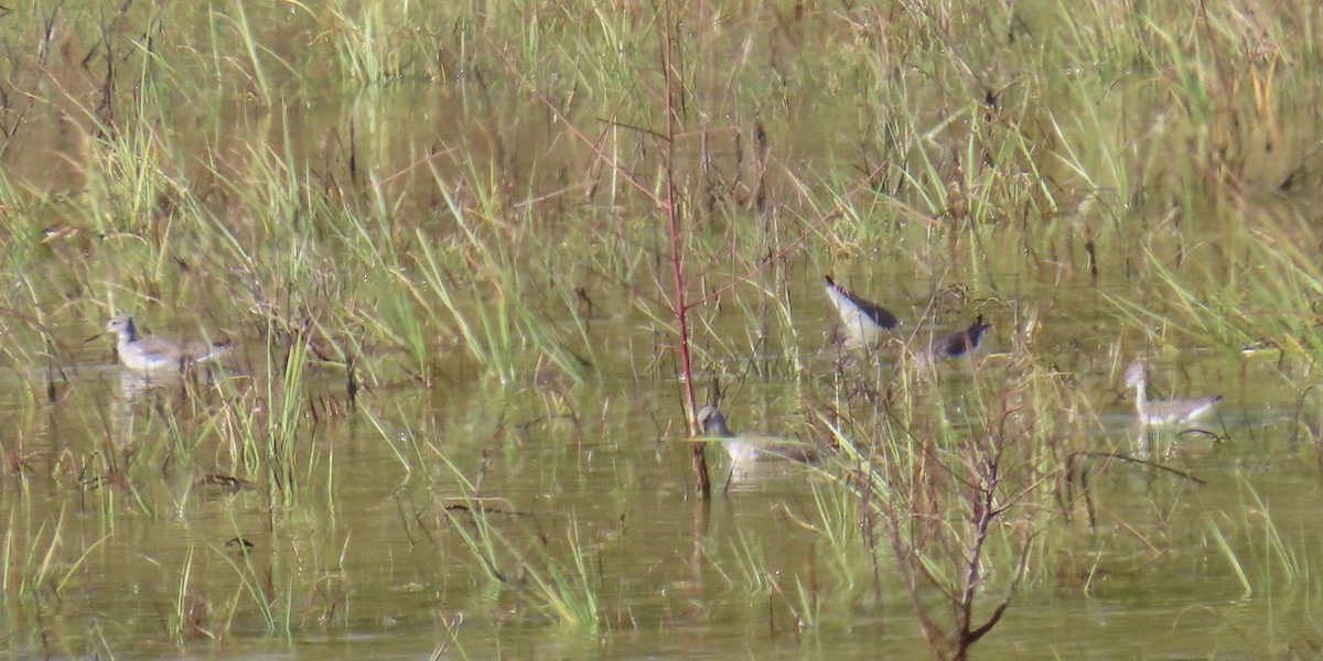 Lesser/Greater Yellowlegs - ML625255317