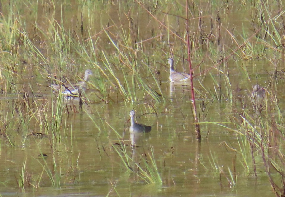 Lesser/Greater Yellowlegs - ML625255318