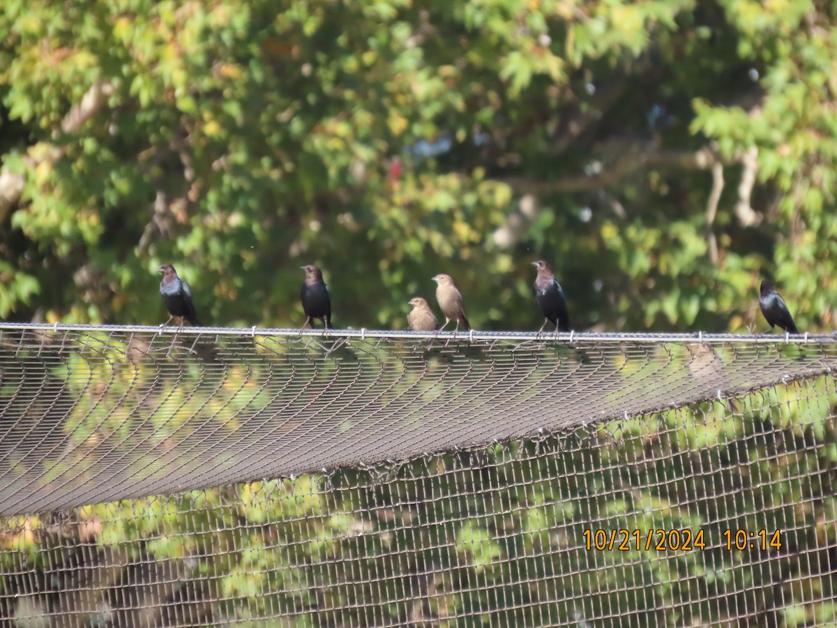 Brown-headed Cowbird - ML625255333