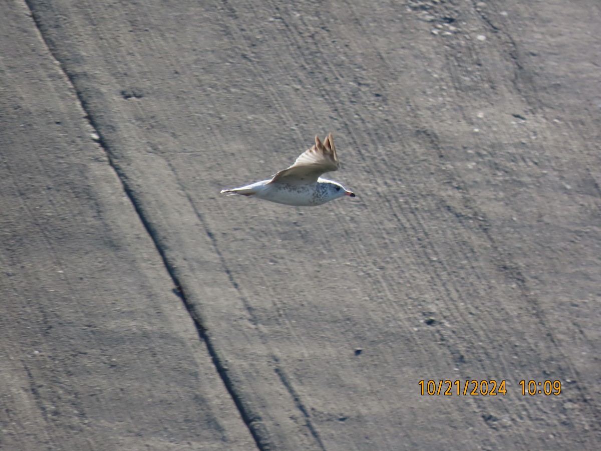 Ring-billed Gull - ML625255357