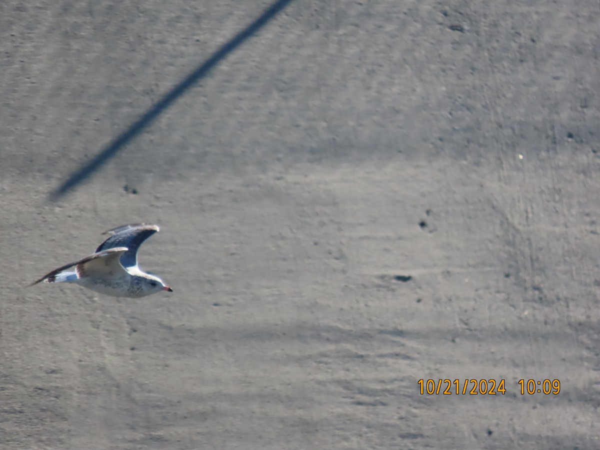 Ring-billed Gull - ML625255358