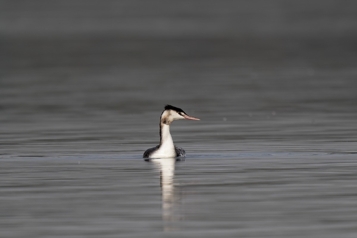 Great Crested Grebe - Andreas Stadler