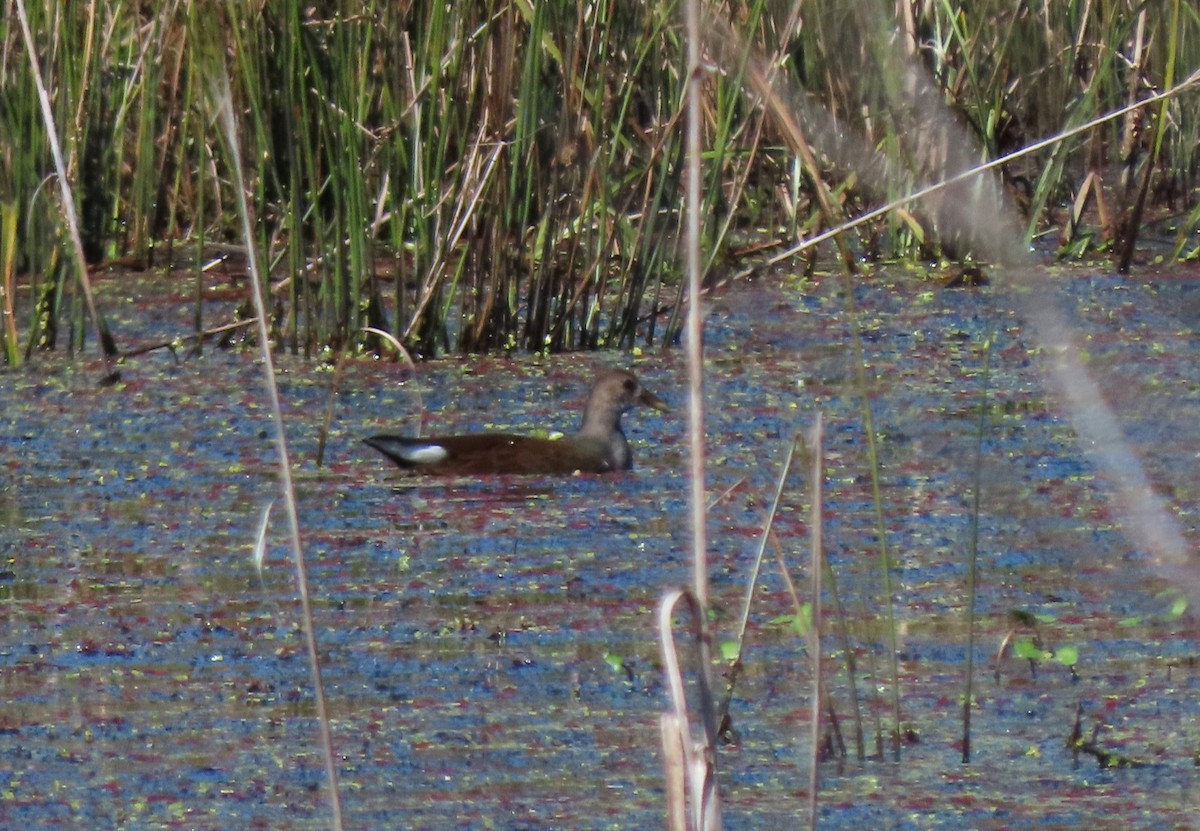 Common Gallinule - ML625255393