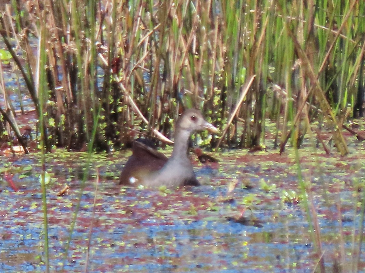 Common Gallinule - ML625255394