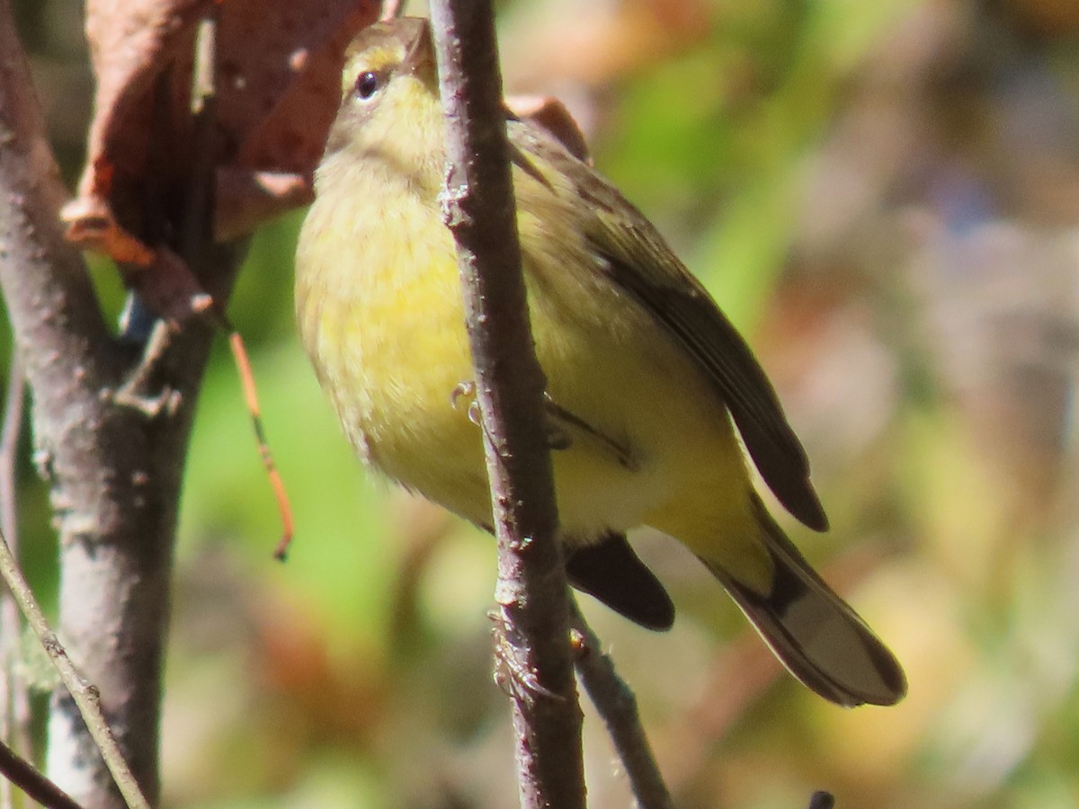 Palm Warbler - ML625255436