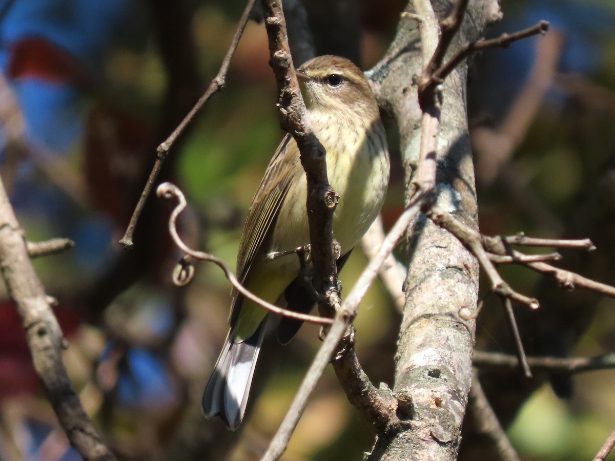 Palm Warbler - ML625255437