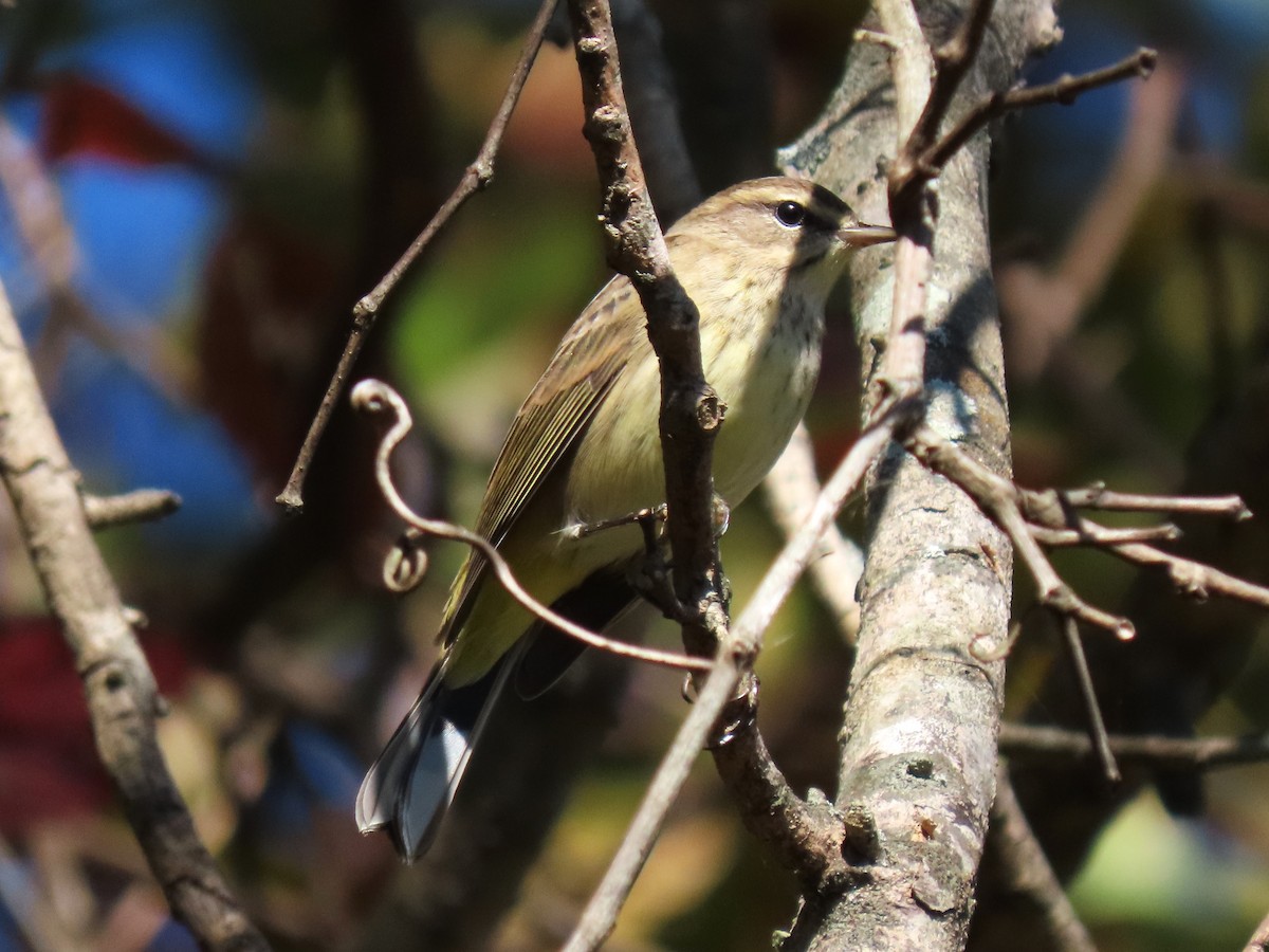 Palm Warbler - ML625255438