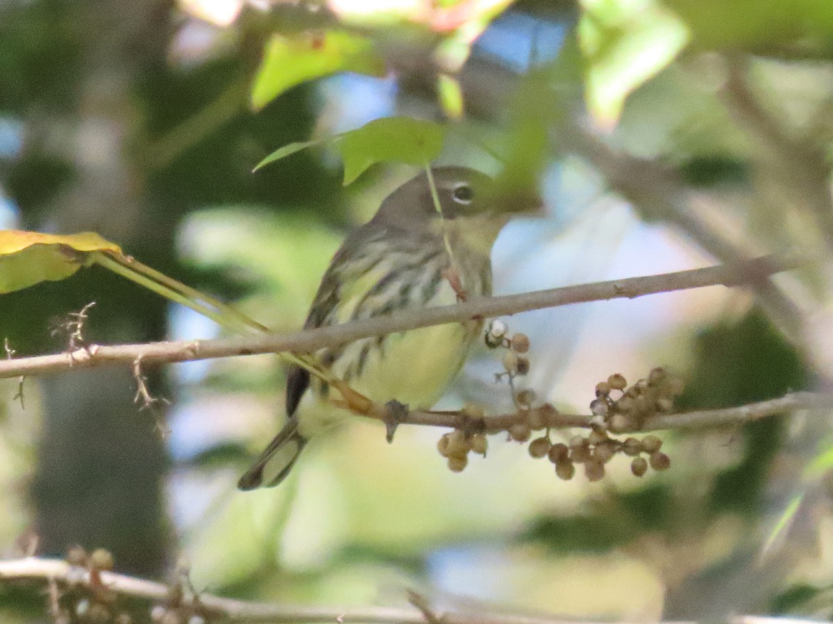 Yellow-rumped Warbler - ML625255457