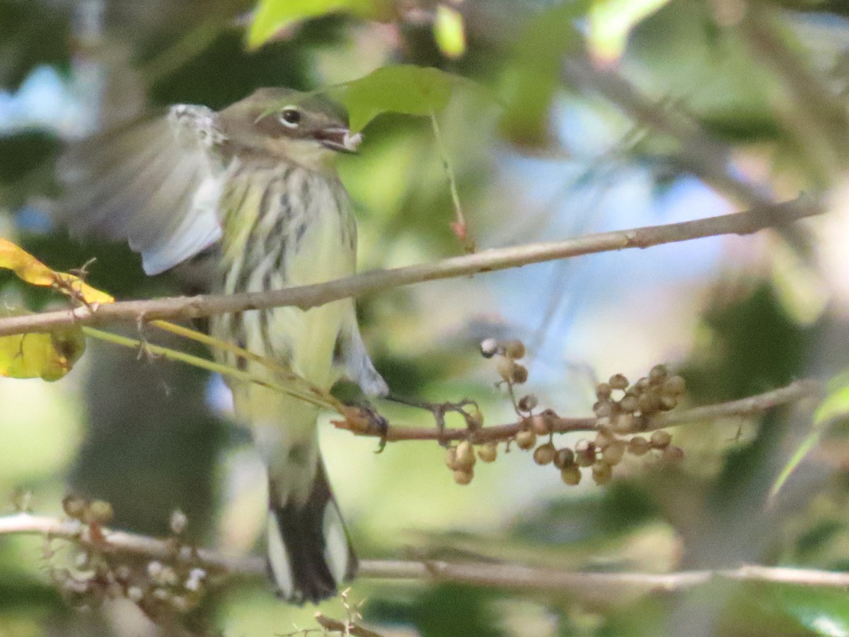 Yellow-rumped Warbler - ML625255458