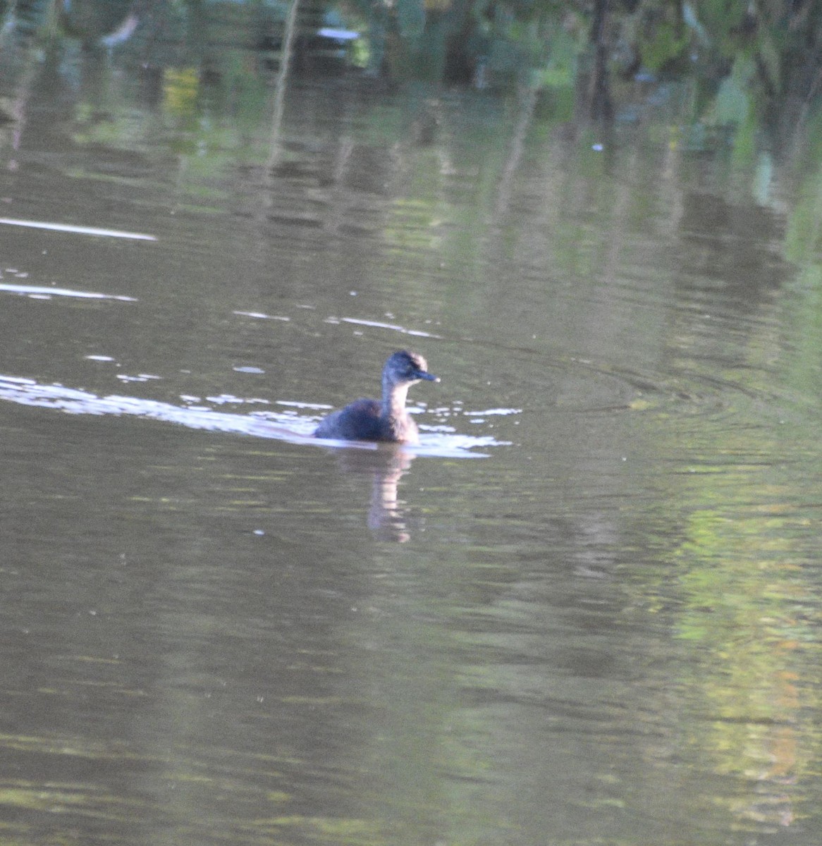 Least Grebe - ML625255473