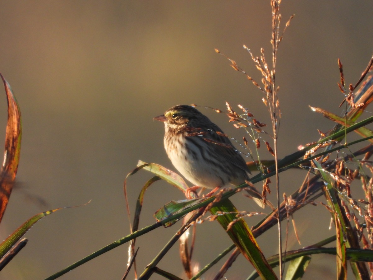 Savannah Sparrow - ML625255527