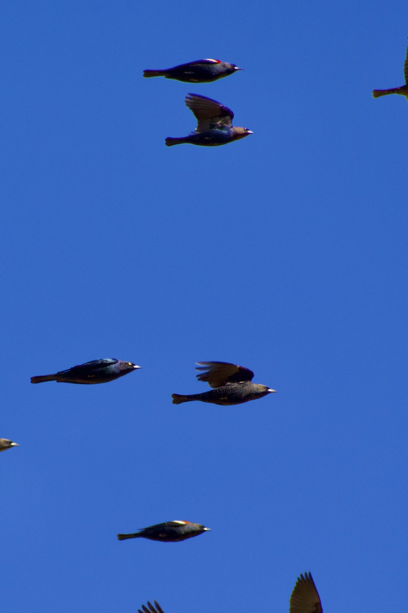 Tricolored Blackbird - ML625255562