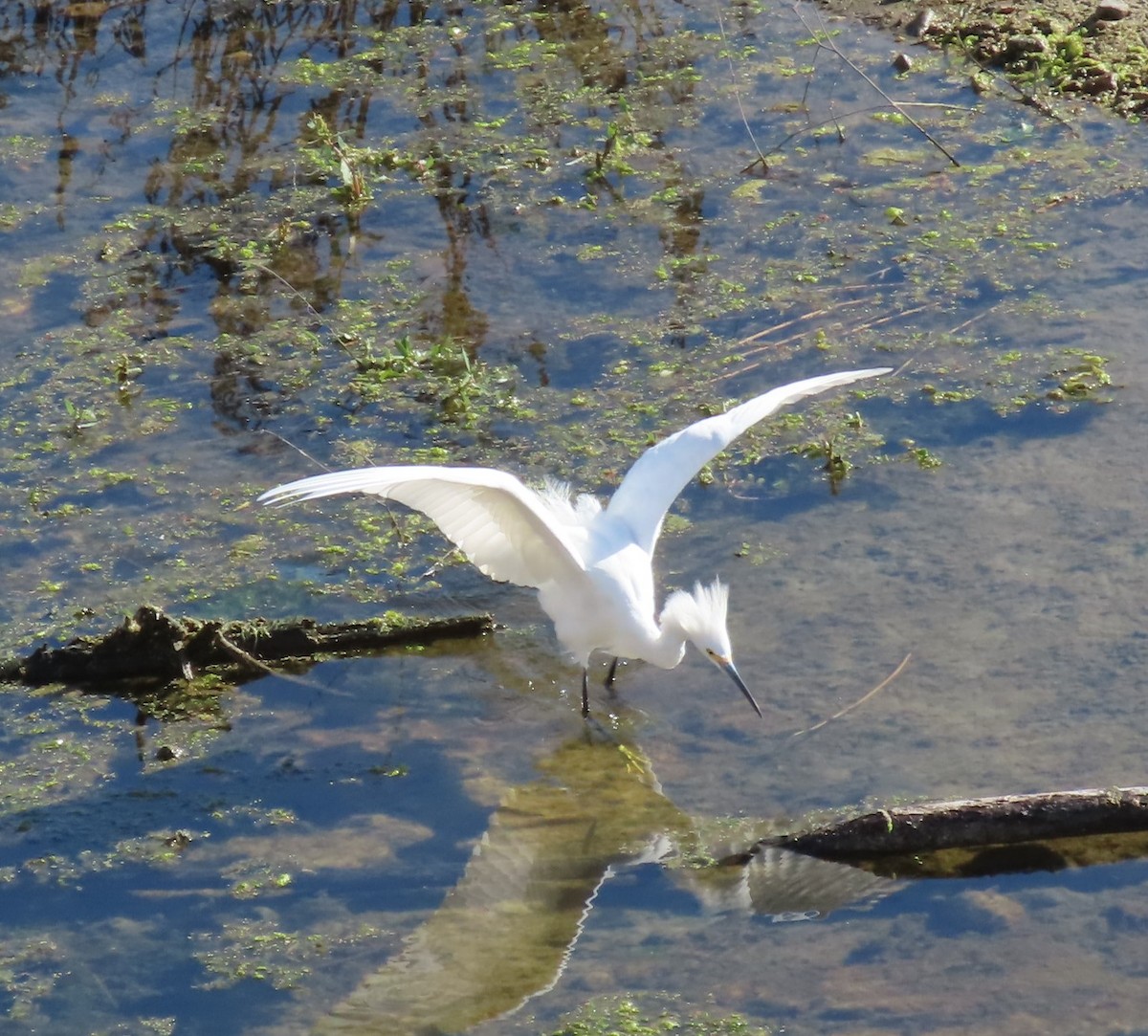 Snowy Egret - ML625255660