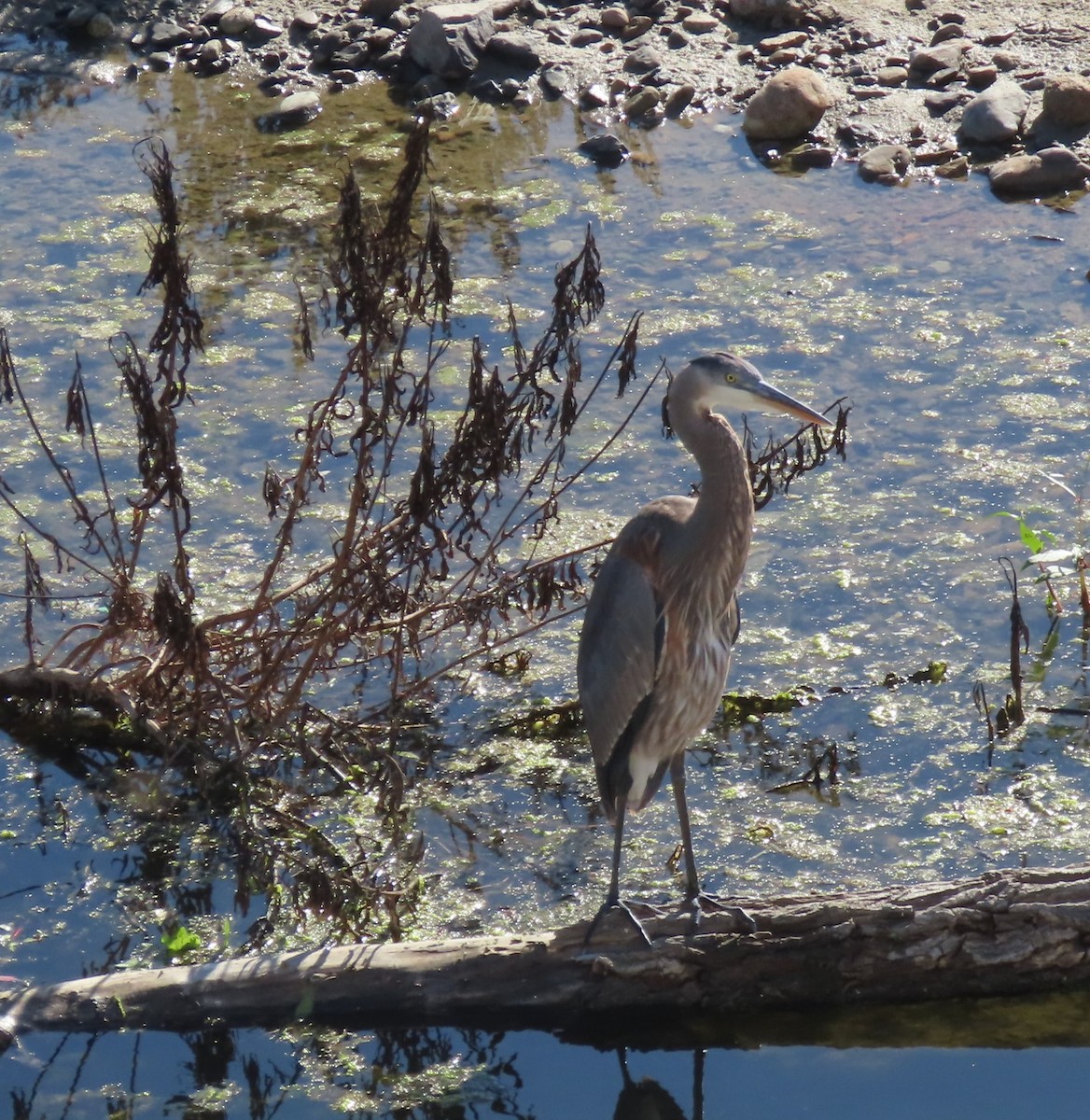 Great Blue Heron - ML625255692