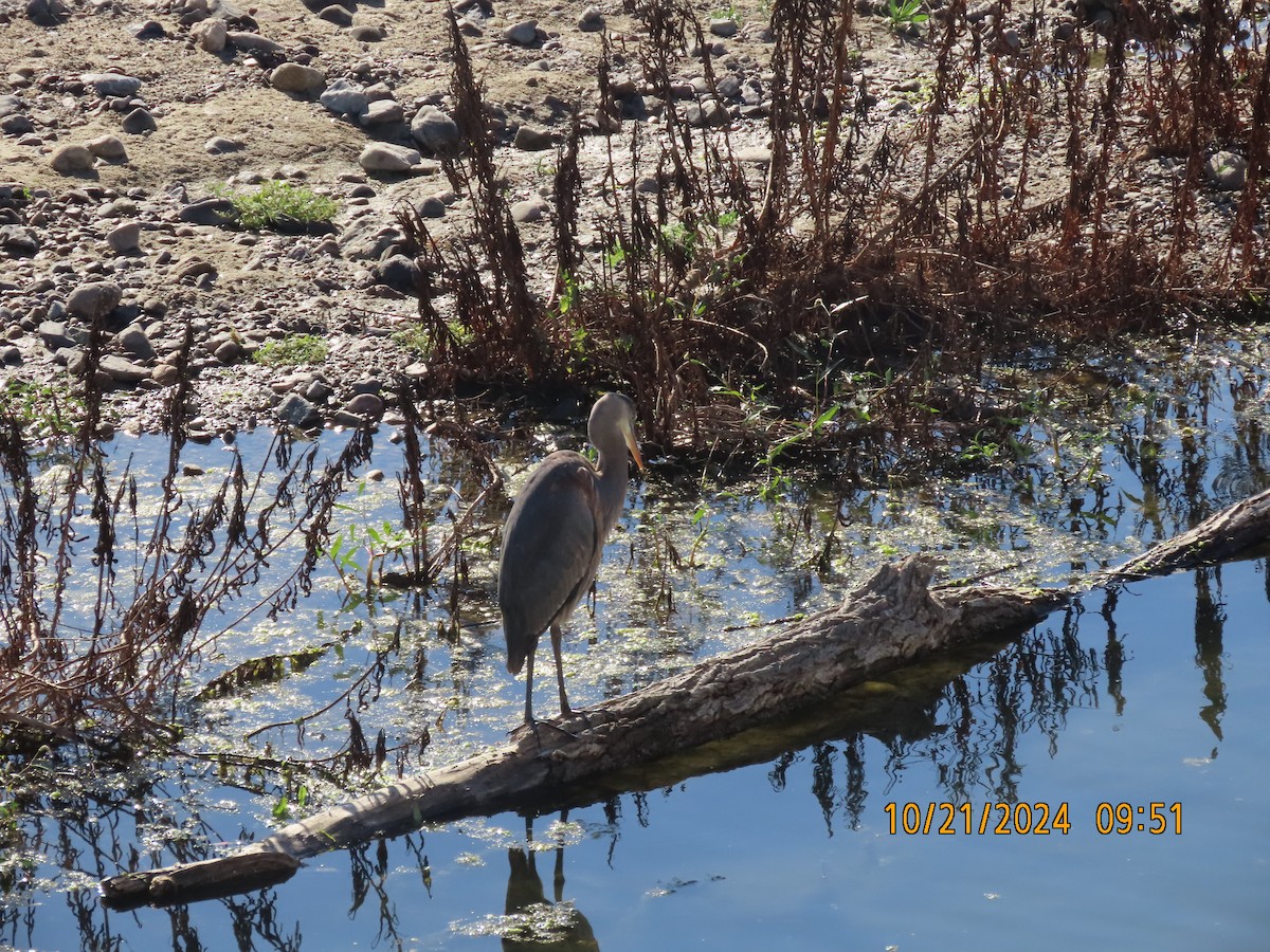 Great Blue Heron - ML625255694