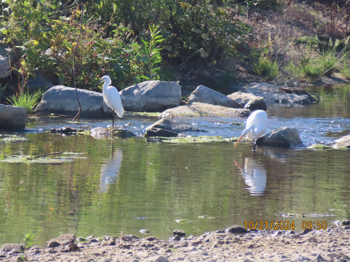 Great Egret - ML625255712