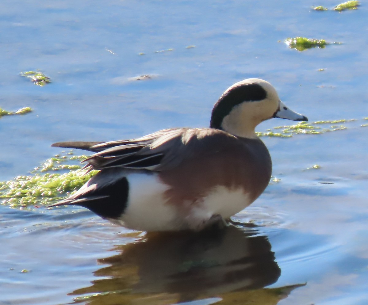 American Wigeon - ML625255745