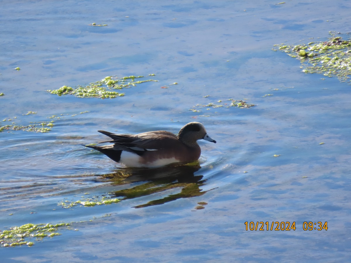 American Wigeon - ML625255746