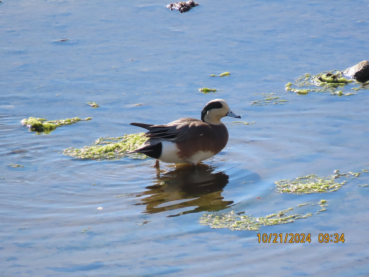 American Wigeon - ML625255747