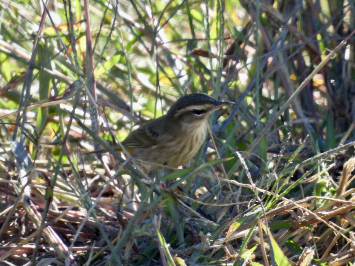 Palm Warbler - ML625255748