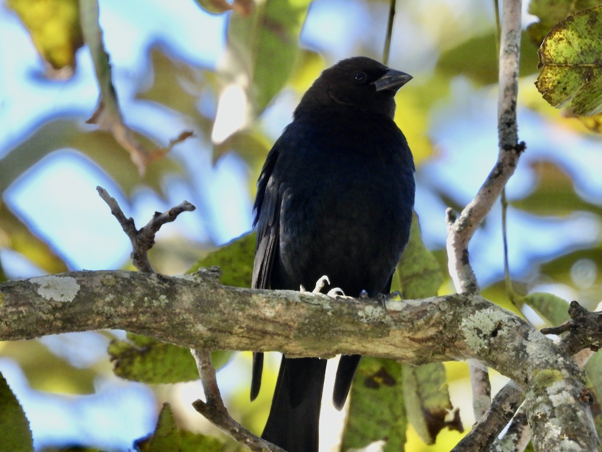 Brown-headed Cowbird - ML625255779