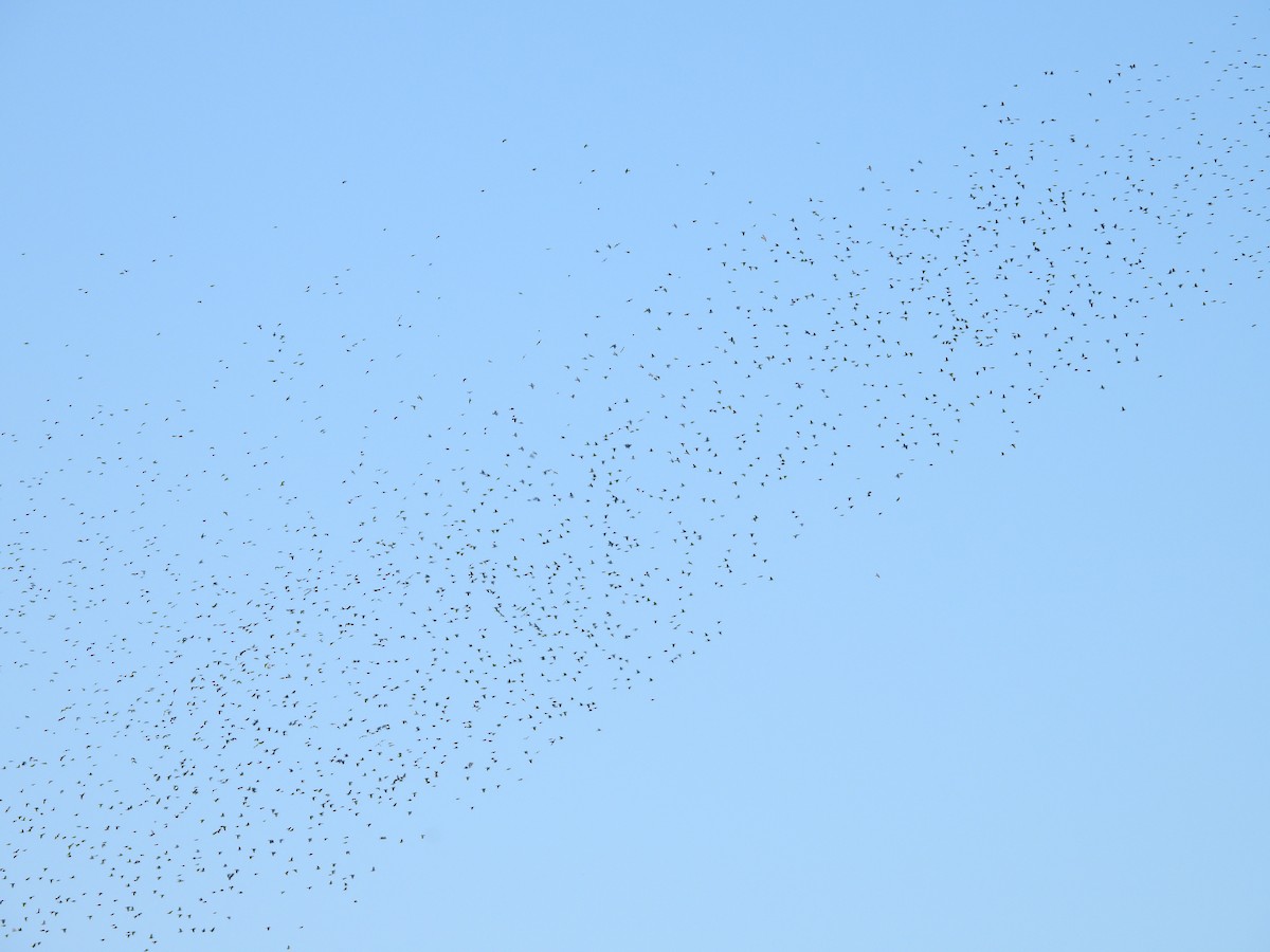 Brown-headed Cowbird - ML625255794