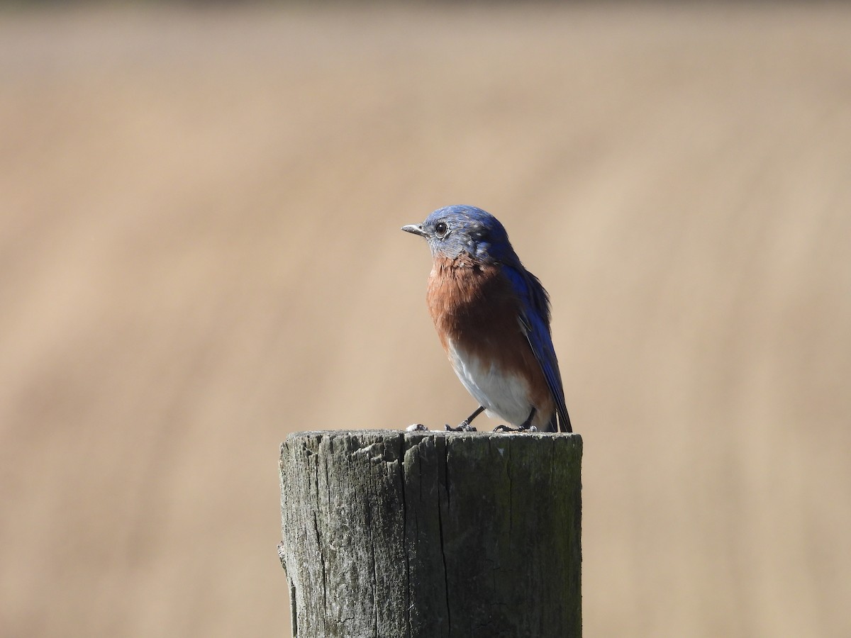 Eastern Bluebird - ML625255799