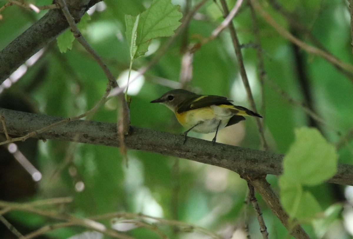 American Redstart - ML625255806