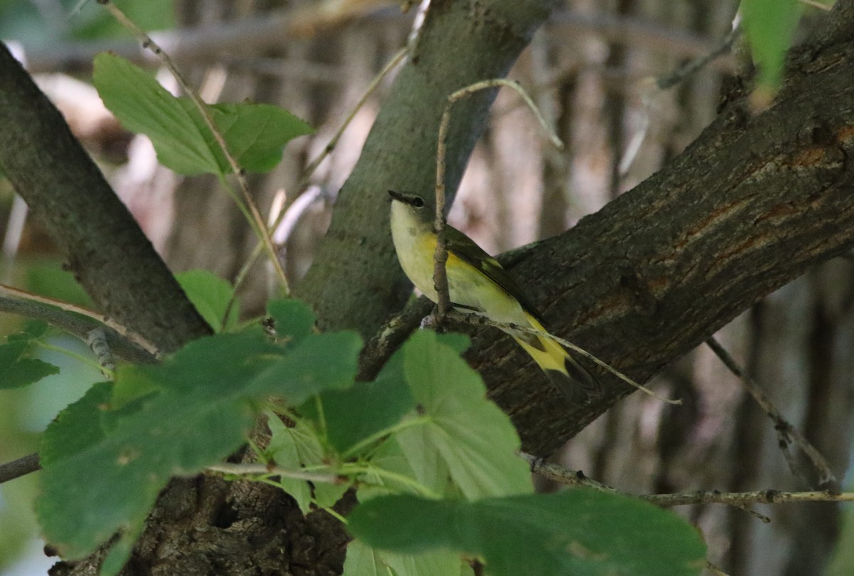 American Redstart - ML625255815