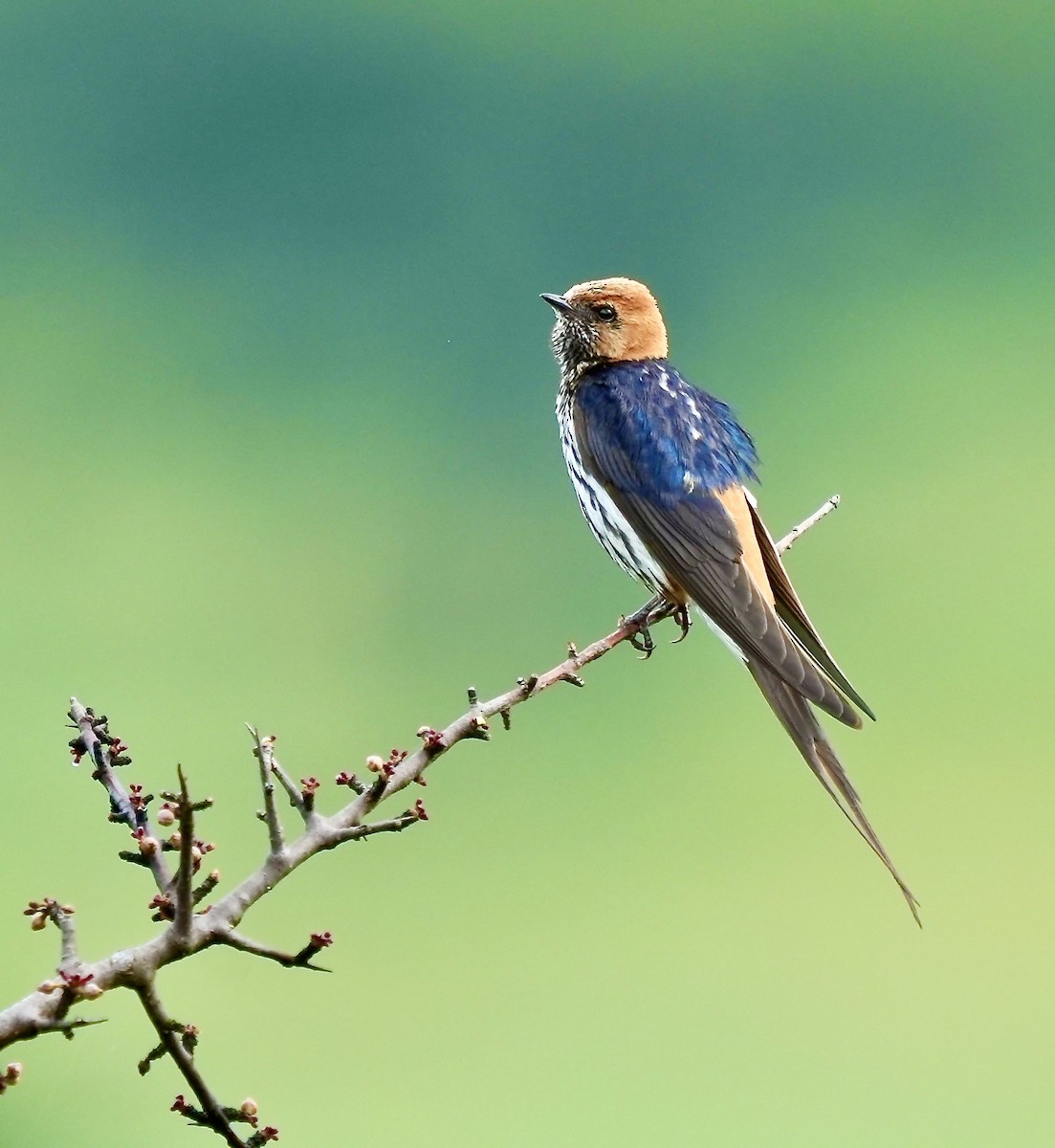 Lesser Striped Swallow - ML625255895