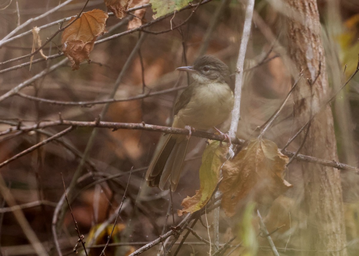 Pale-olive Greenbul - ML625255896