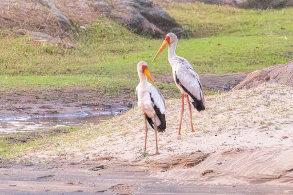 Yellow-billed Stork - ML625255999