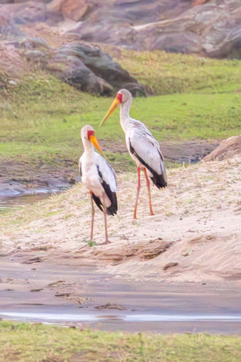 Yellow-billed Stork - ML625256000