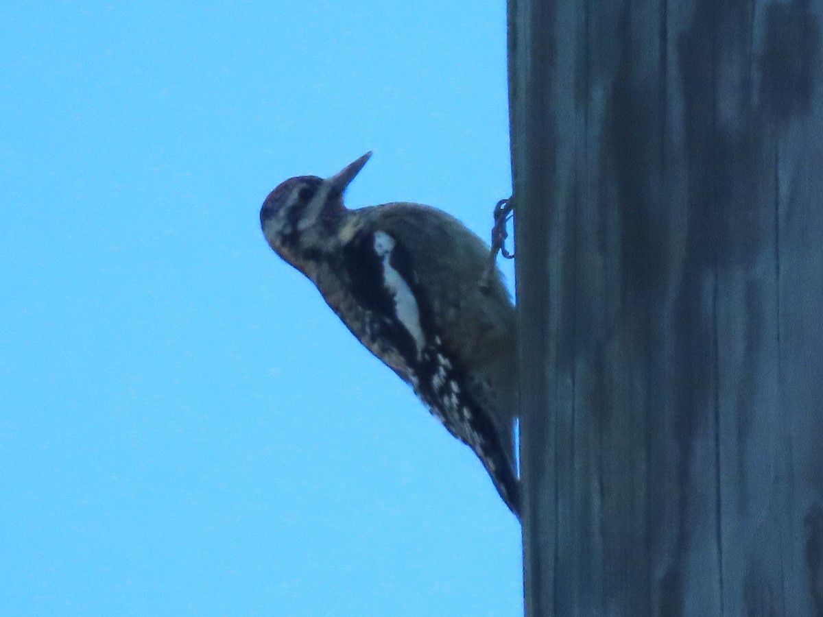 Yellow-bellied Sapsucker - ML625256031