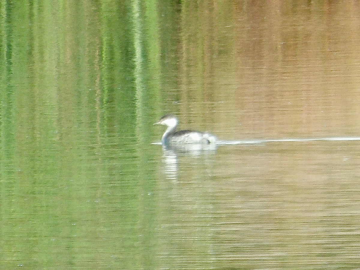 Horned Grebe - ML625256035