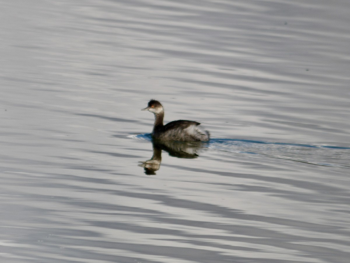 Eared Grebe - ML625256037